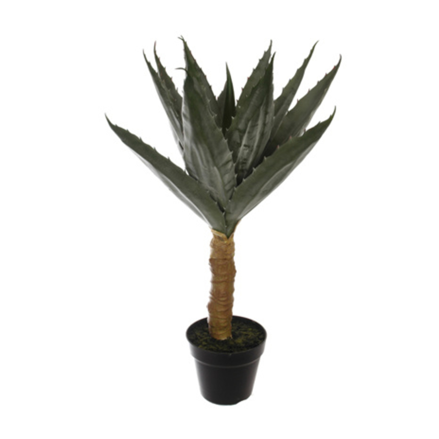 Agave sur tige en pot (70 cm) Jasaco