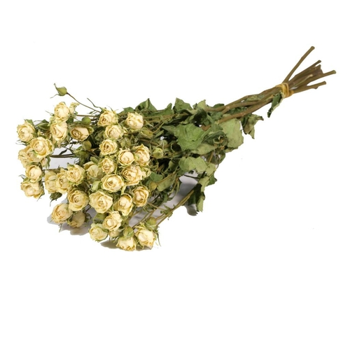 Agora Fleurs Fleurs Roses Spray - Natural White