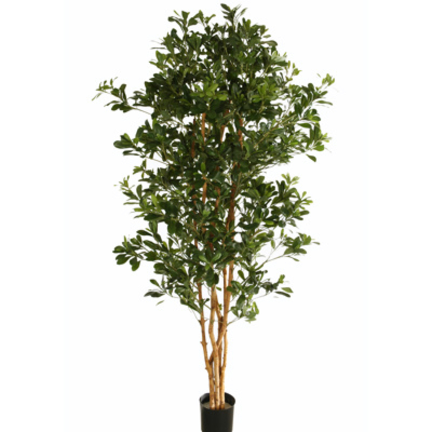 Arbre Pittosporum (180 cm) Jasaco