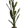 Cactus en pot (143 cm) Jasaco