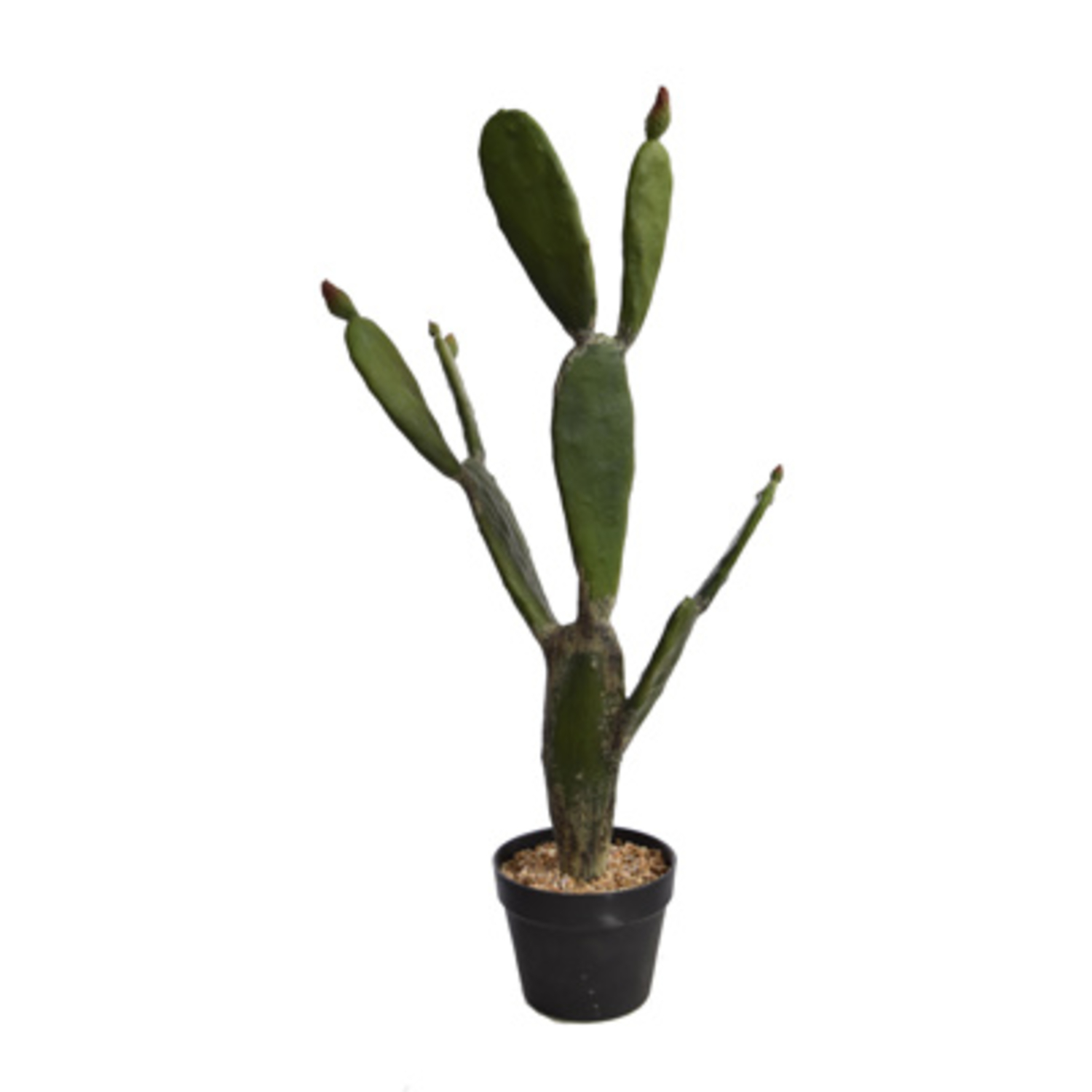 Cactus en pot (84 cm) Jasaco