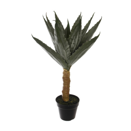 Jasaco Agave sur tige en pot (70 cm)