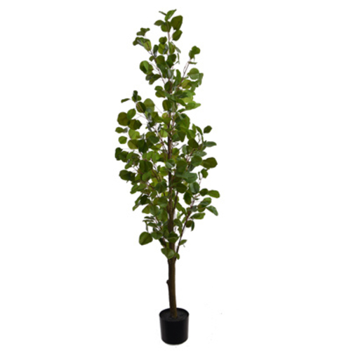 Jasaco Plante d'Eucalyptus (150 cm)