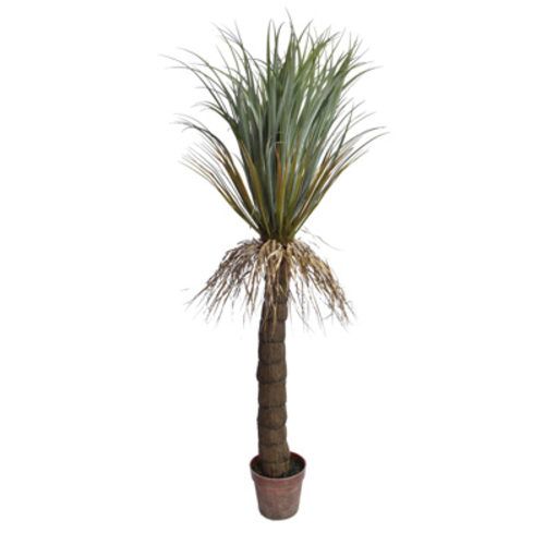 Jasaco Yucca sauvage (152 cm)