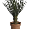 Yucca en pot (48 cm) Jasaco