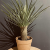 Yucca en pot (48 cm) Jasaco