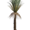 Yucca sauvage (152 cm) Jasaco